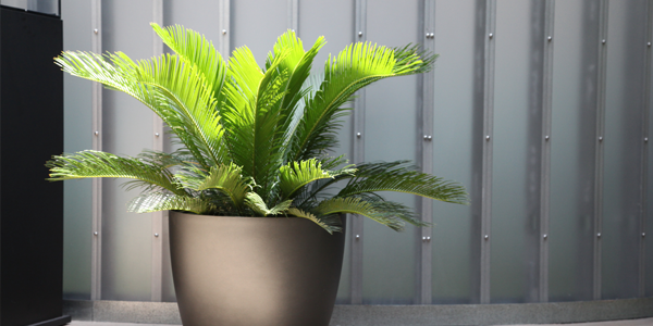 Plant in workspace at Toshiba Medical Research Institute, USA